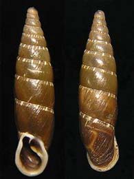 Tabella della Famiglia Clausilidae